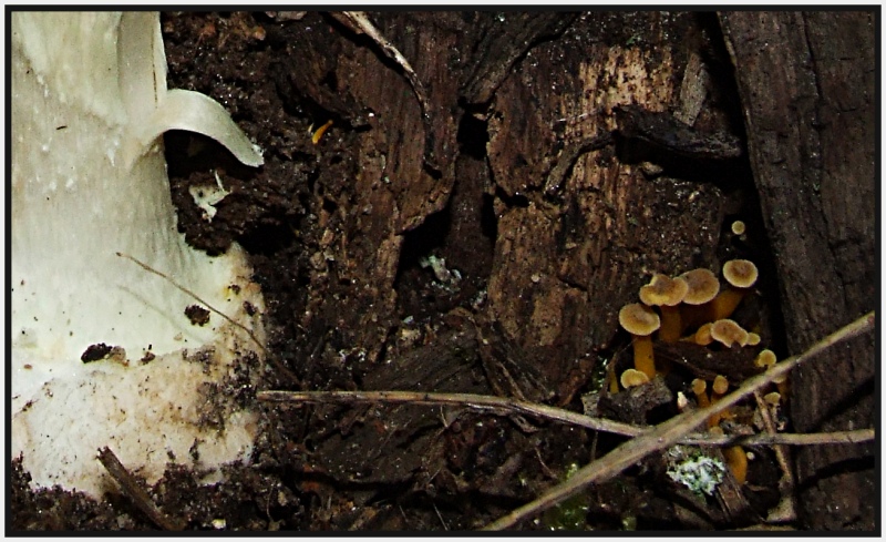 Un paio di giornate micologiche a Bagno di Romagna (FC)